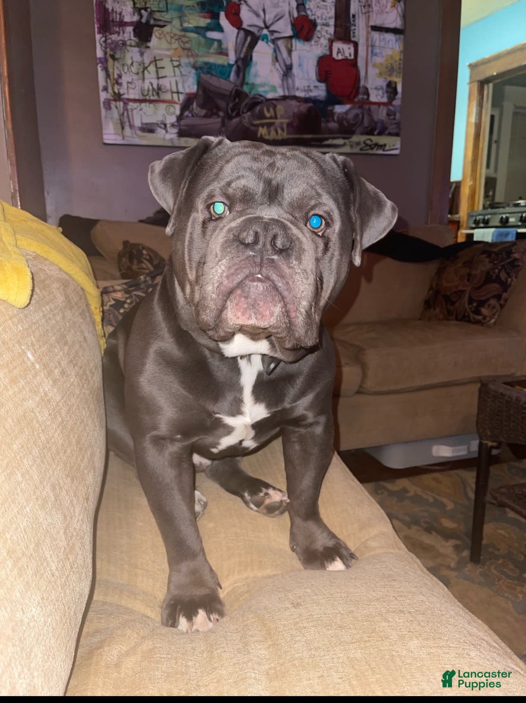 English Bulldog dogs for sale: Skyler - Image 4
