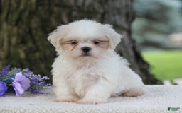Shih Tzu dogs for sale: Casey - Image 4