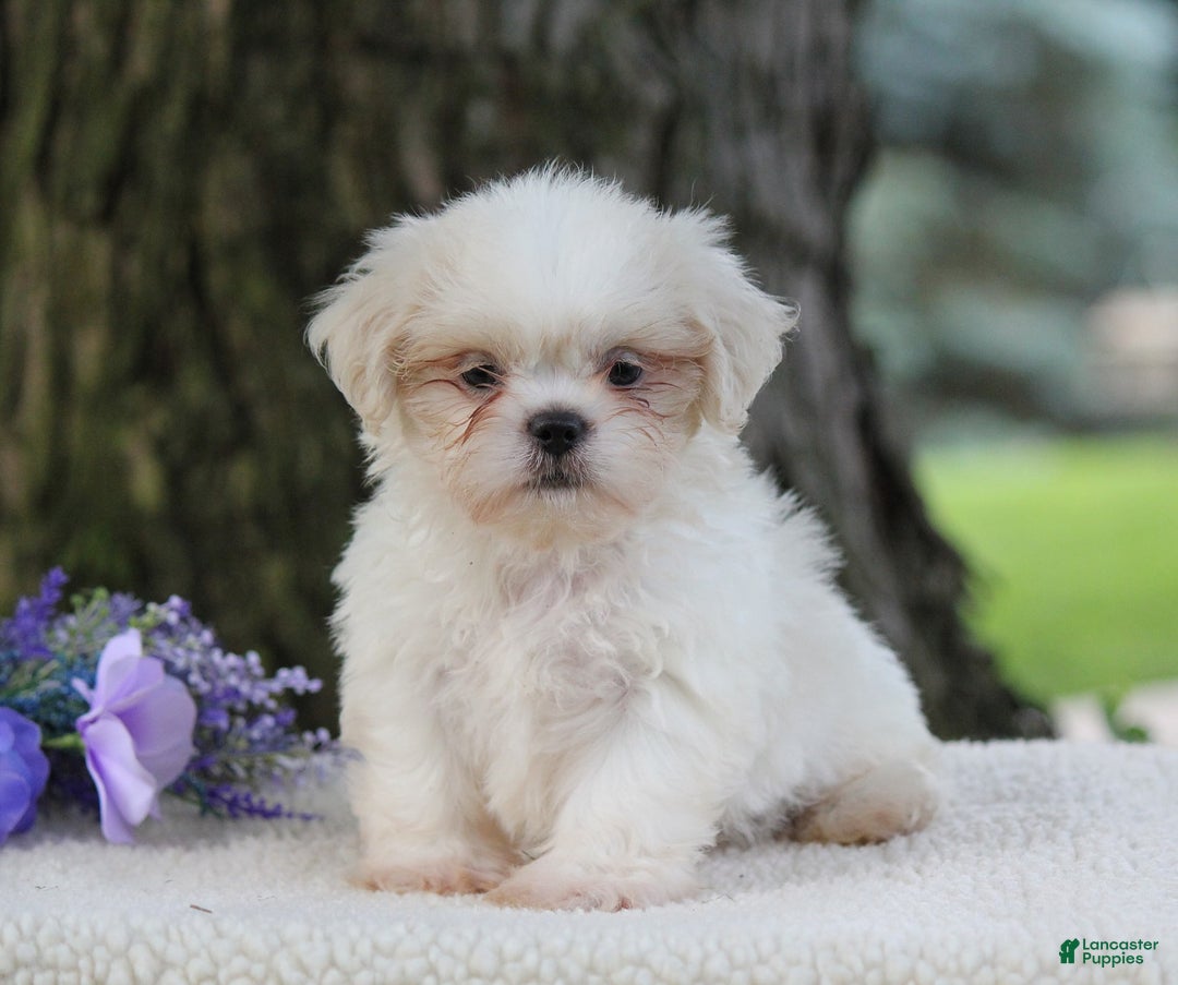 Shih Tzu dogs for sale: Casey - Image 4