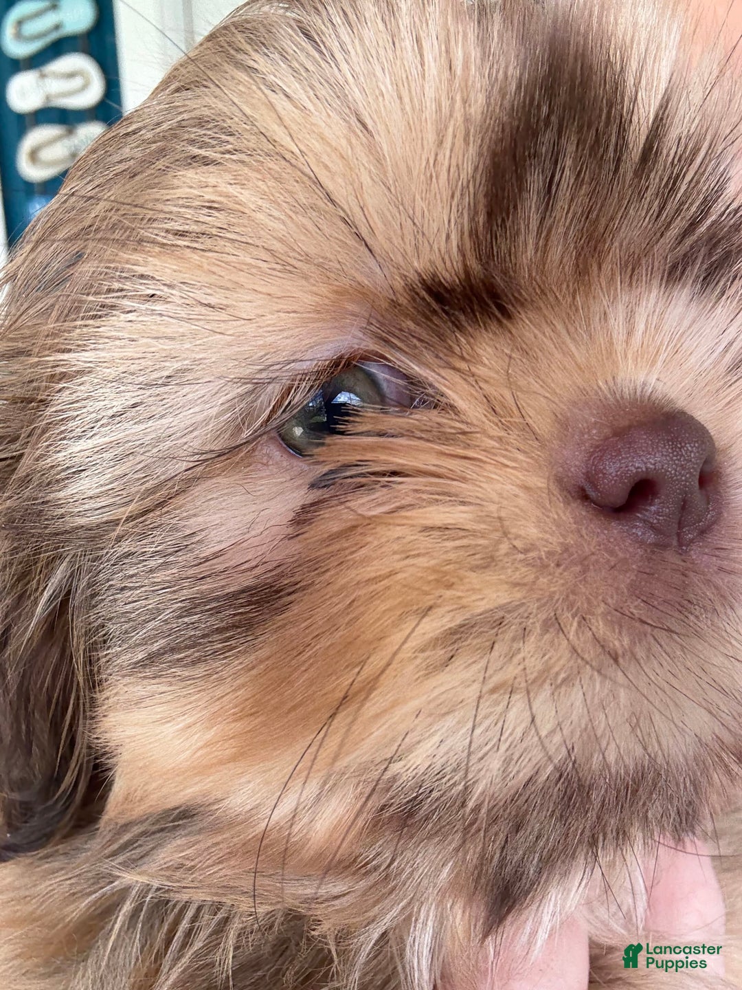 Shih Tzu dogs for sale: Brennan - Image 8