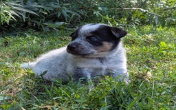 Australian Cattle Dog dogs for sale: Ricky - Image 7