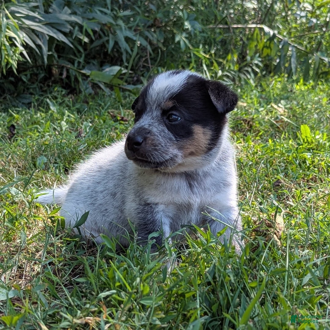 Australian Cattle Dog dogs for sale: Ricky - Image 7