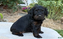 Cavapoo dogs for sale: Luna - Image 23