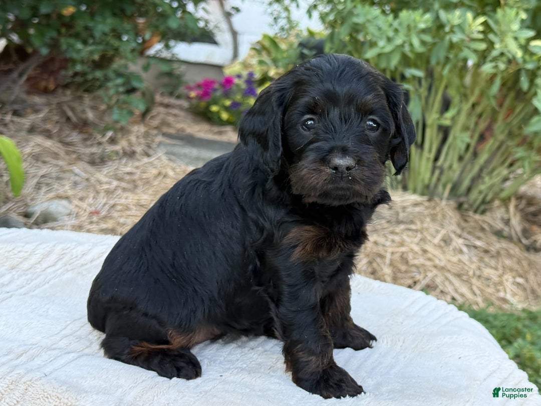Cavapoo dogs for sale: Luna - Image 23