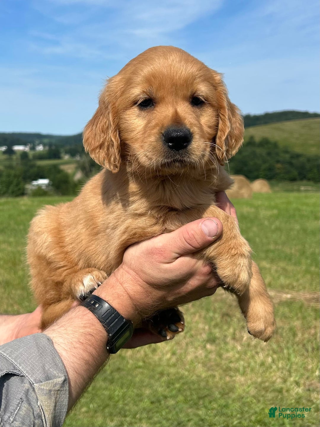 Golden Retriever dogs for sale: Pumpkin - Image 9