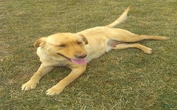 Labrador Retriever dogs for sale: Max - Image 3