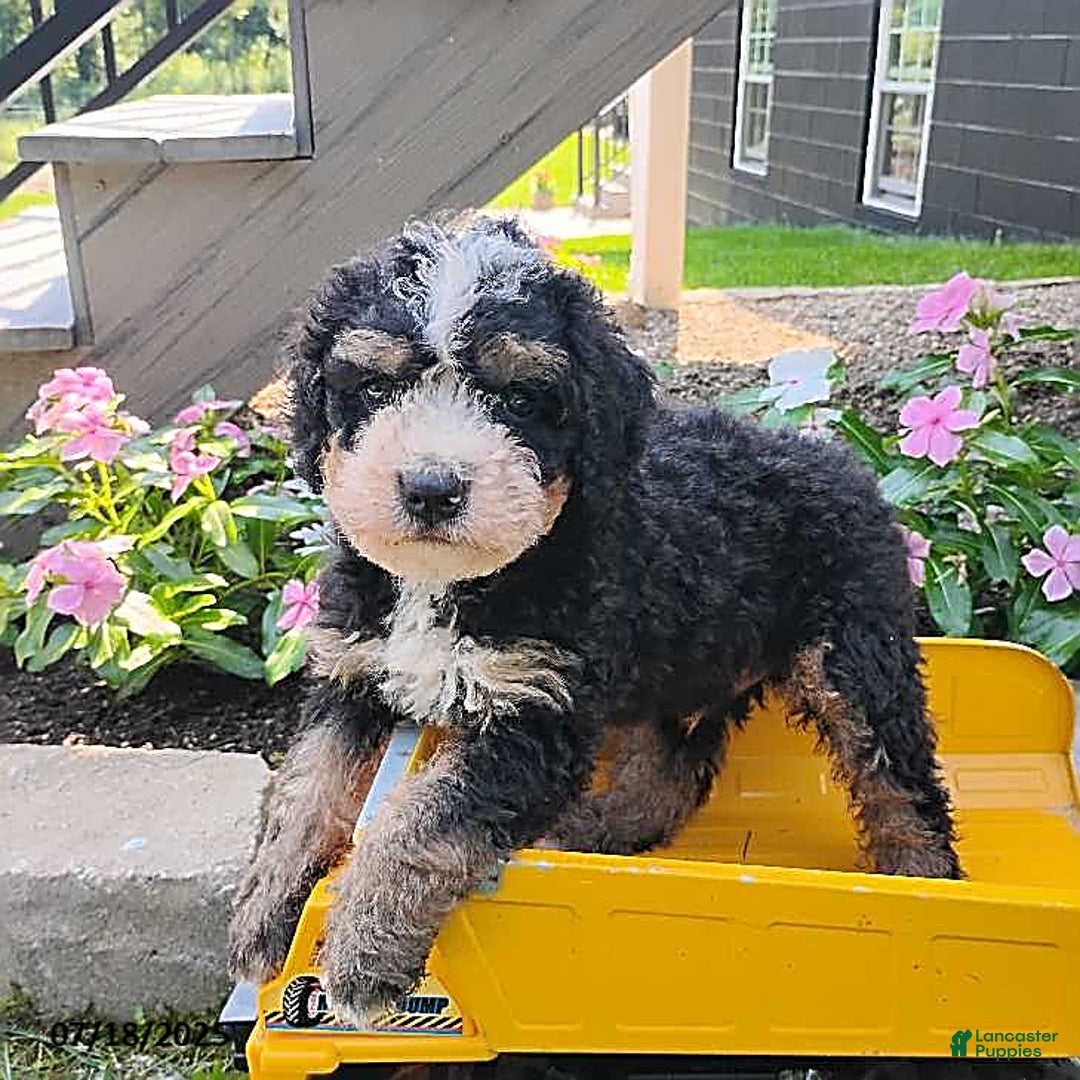 Mini Bernedoodle dogs for sale: Trevor - Image 6