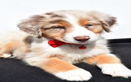 Australian Shepherd dogs for sale: Kobe - Image 5