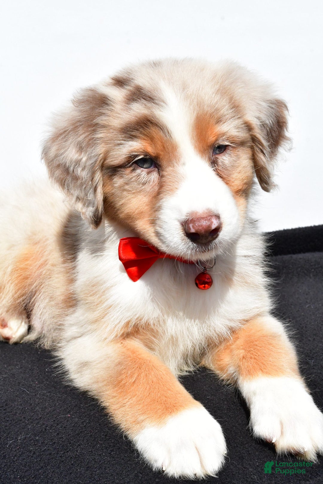 Australian Shepherd dogs for sale: Kobe - Image 5