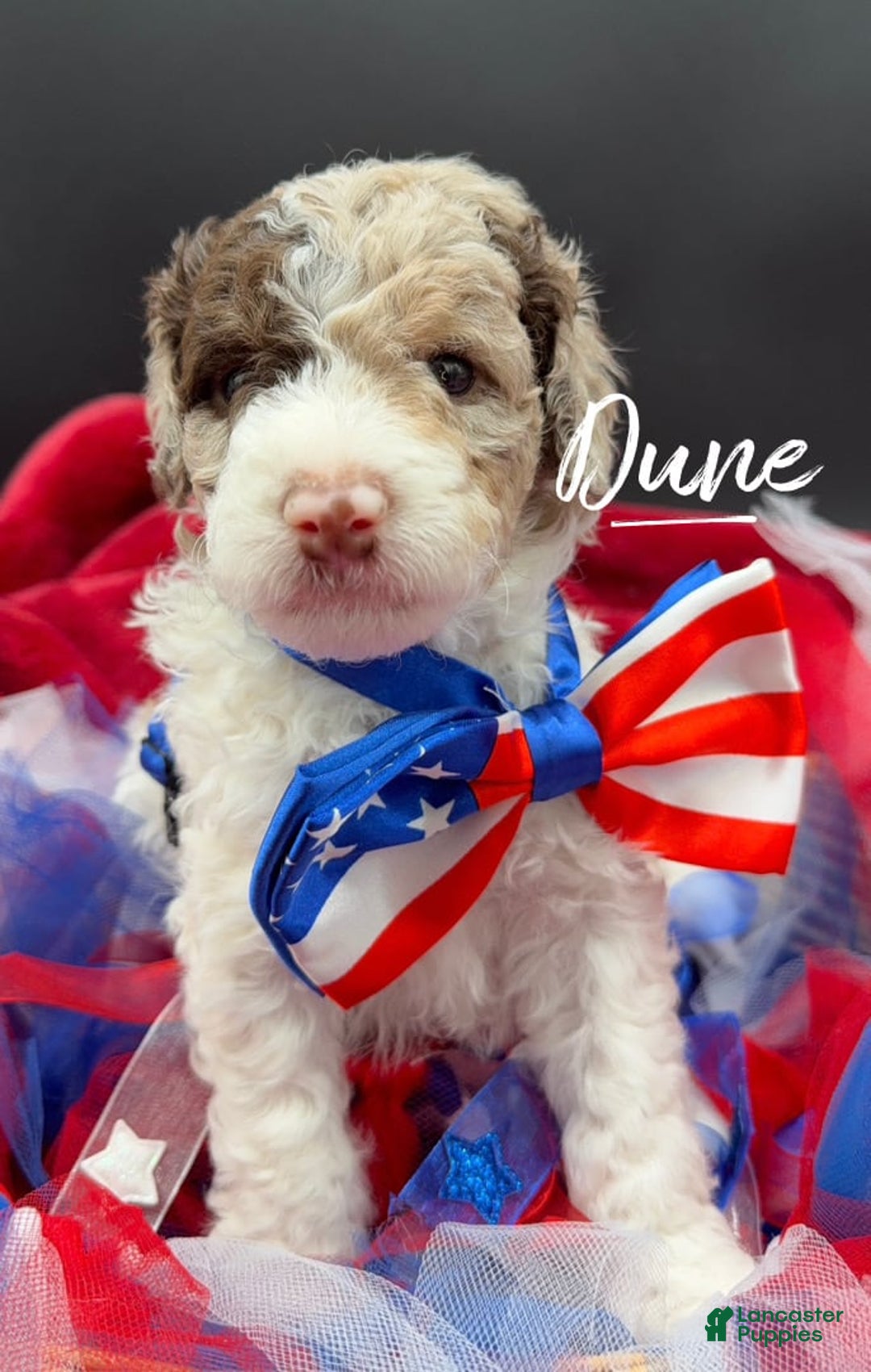 Miniature Poodle dogs for sale: Dune - Image 2