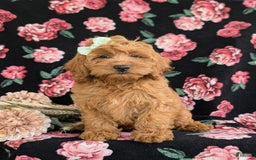 Cockapoo dogs for sale: Elisa - Image 9