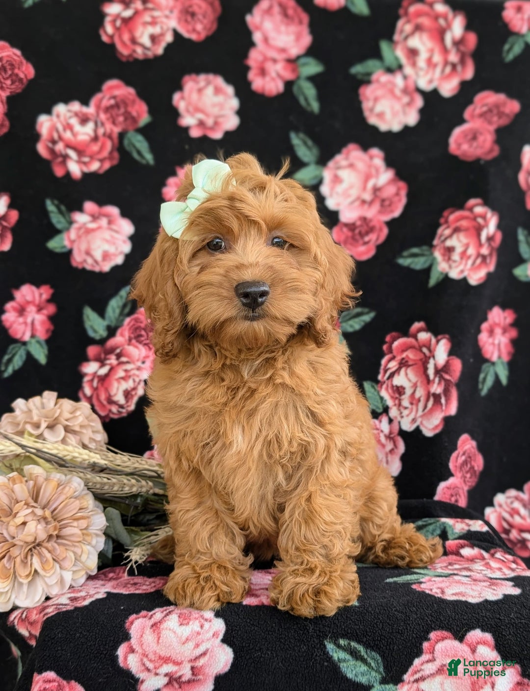 Cockapoo dogs for sale: Elisa - Image 9