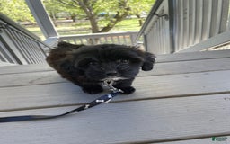 Yorkiepoo dogs for sale: Sarabi - Image 4