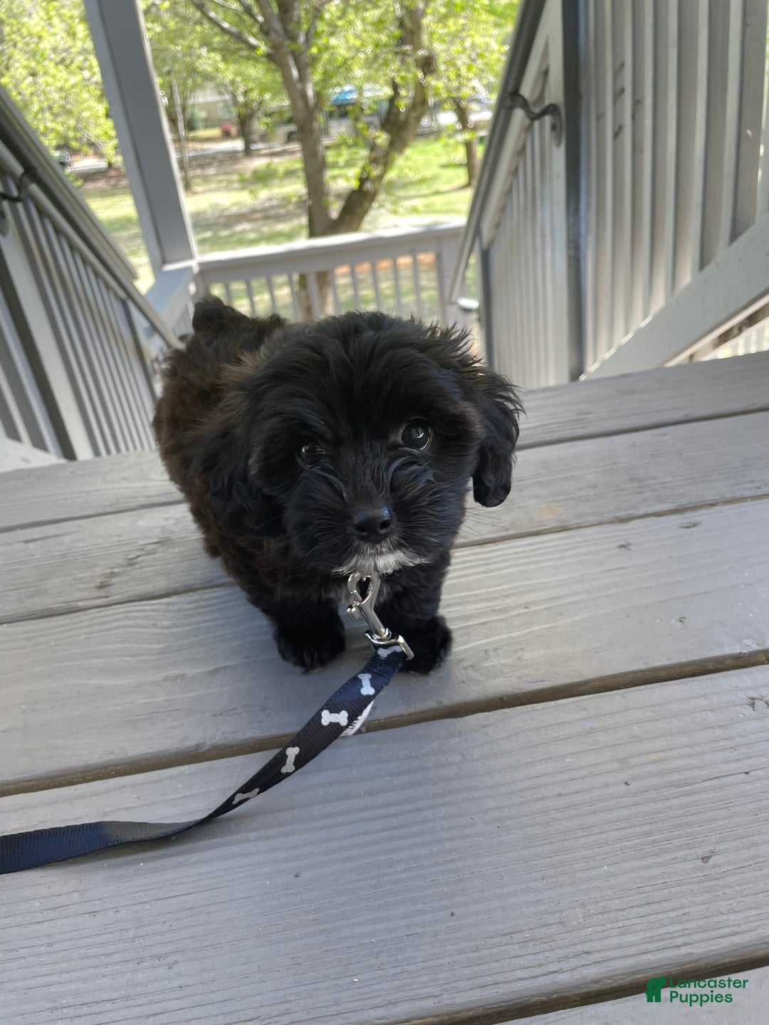 Yorkiepoo dogs for sale: Sarabi - Image 4