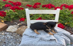 Chihuahua dogs for sale: Sprinkles - Image 8