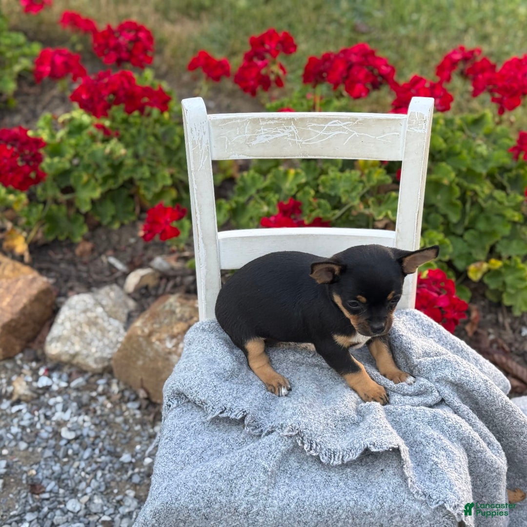 Chihuahua dogs for sale: Sprinkles - Image 8
