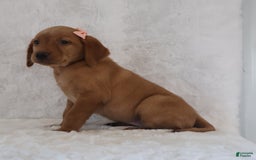 Labrador Retriever dogs for sale: Maggie - Image 2
