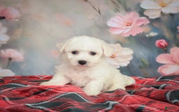 Bichon Frise dogs for sale: Jade - Image 4
