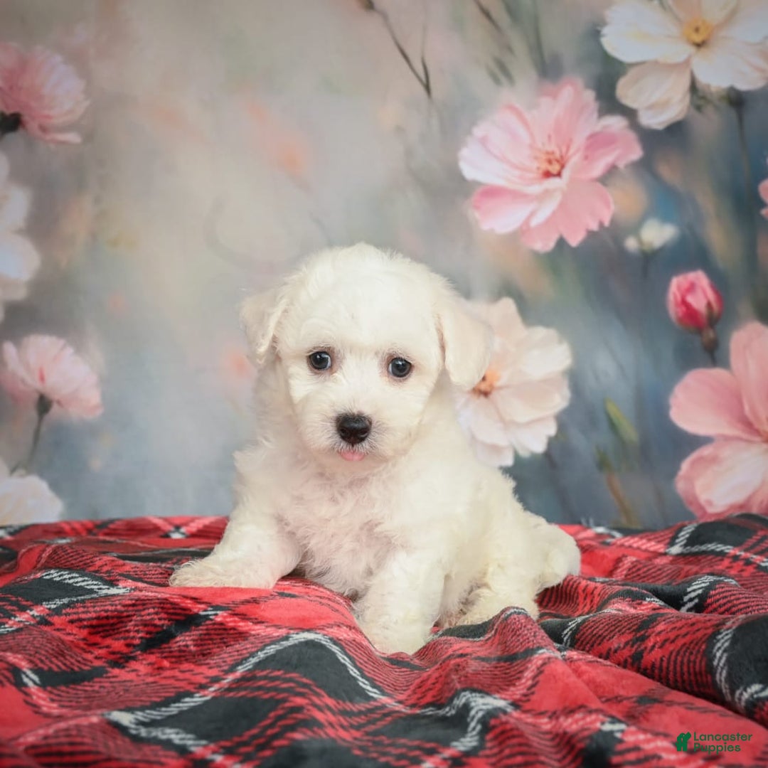 Bichon Frise dogs for sale: Jade - Image 4