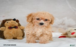Bichpoo dogs for sale: Debby - Image 6