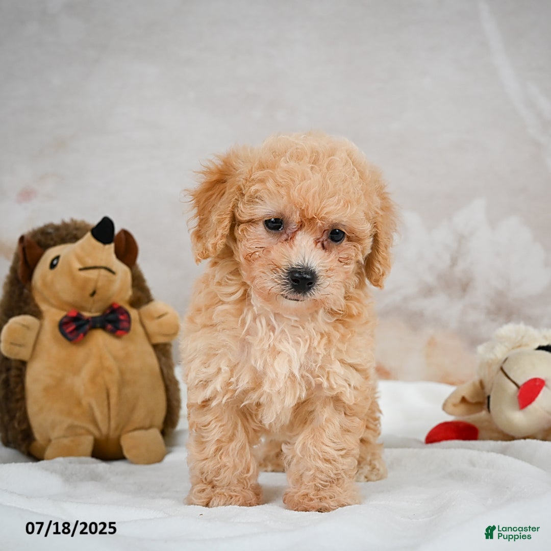 Bichpoo dogs for sale: Debby - Image 6