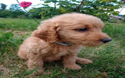 Goldendoodle dogs for sale: Grey - Image 1