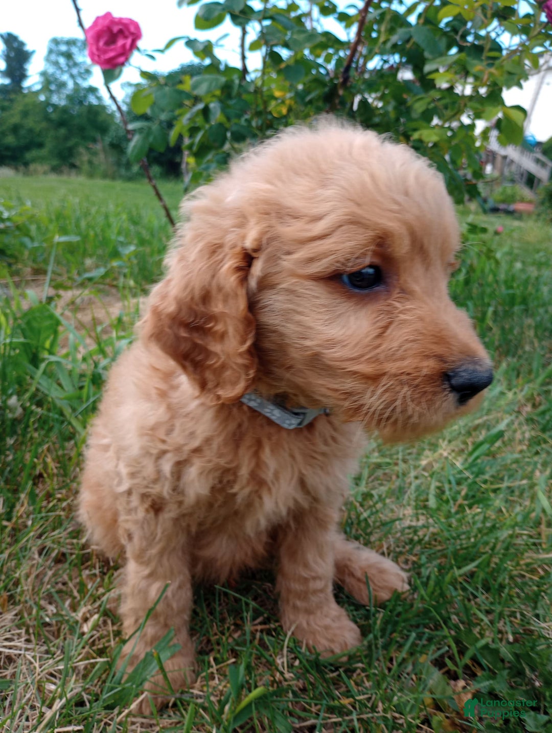 Goldendoodle dogs for sale: Grey - Image 1