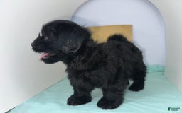 Yorkshire Terrier dogs for sale: Zuri - Image 2