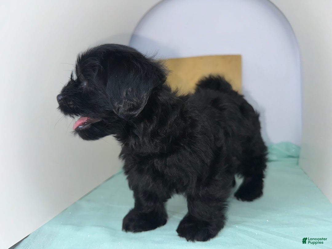 Yorkshire Terrier dogs for sale: Zuri - Image 2