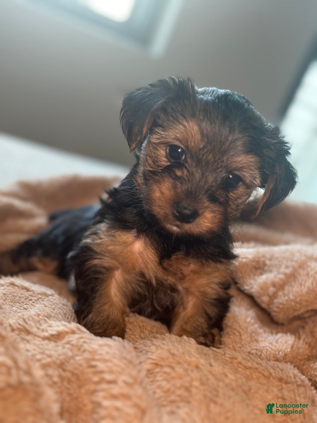 Yorkshire Terrier dogs for sale: Stella - Image 2