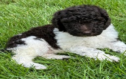 Labradoodle dogs for sale: Toby - Image 5