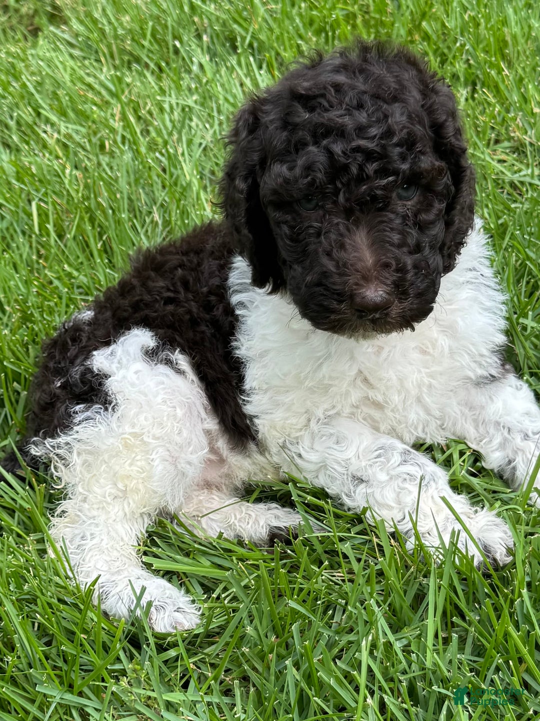 Labradoodle dogs for sale: Toby - Image 5