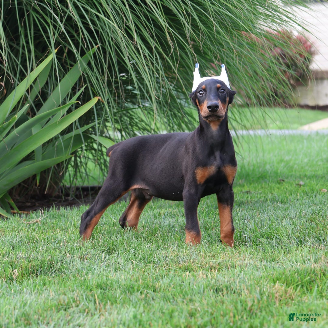 Doberman Pinscher dogs for sale: Jack - Image 3