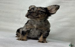 French Bulldog dogs for sale: Ruby - Image 1