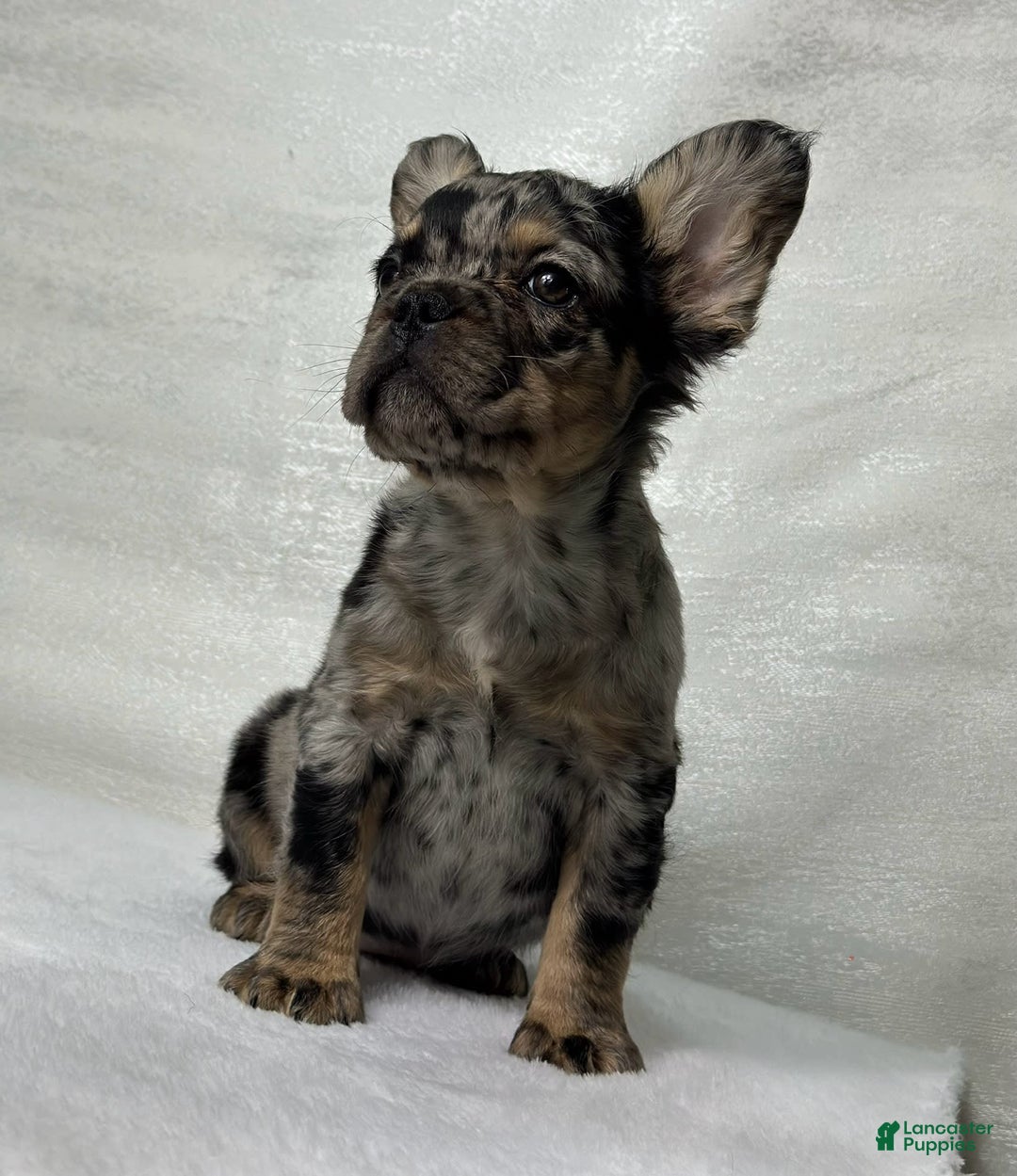 French Bulldog dogs for sale: Ruby - Image 1