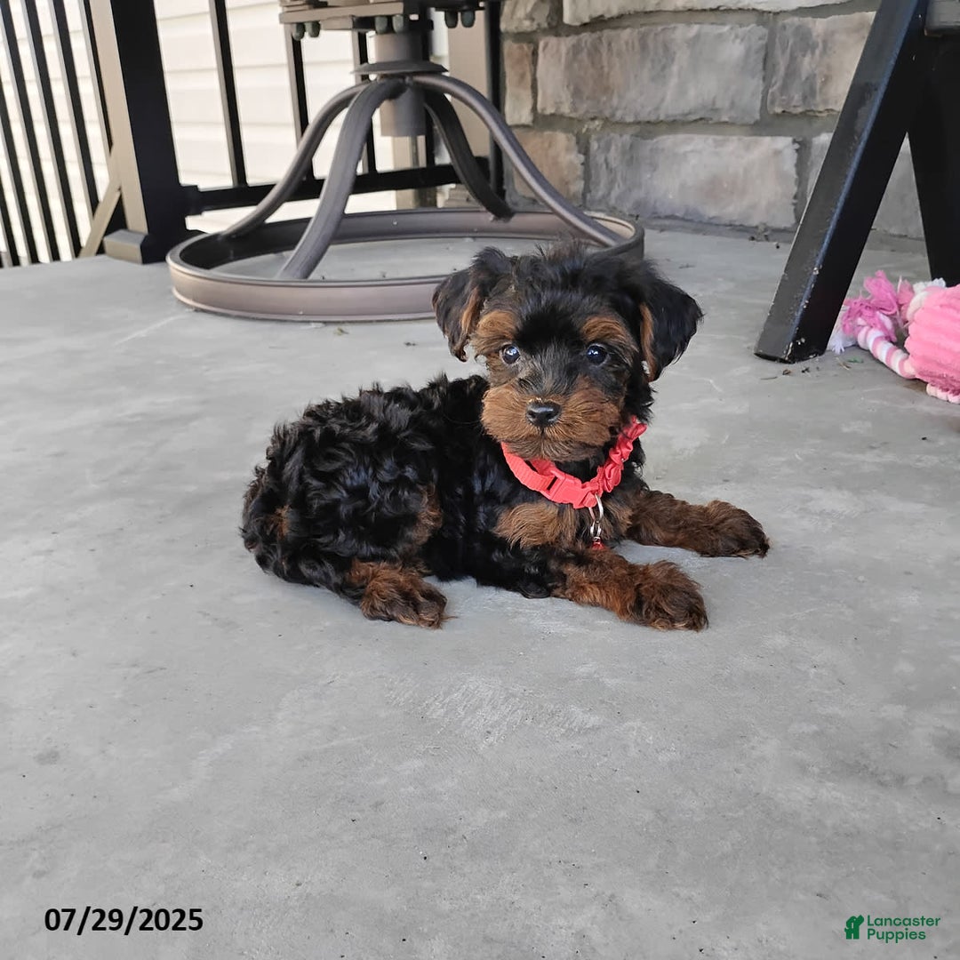Yorkiepoo dogs for sale: Bingo - Image 10