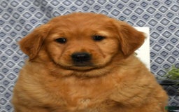 Golden Retriever dogs for sale: Millie - Image 9