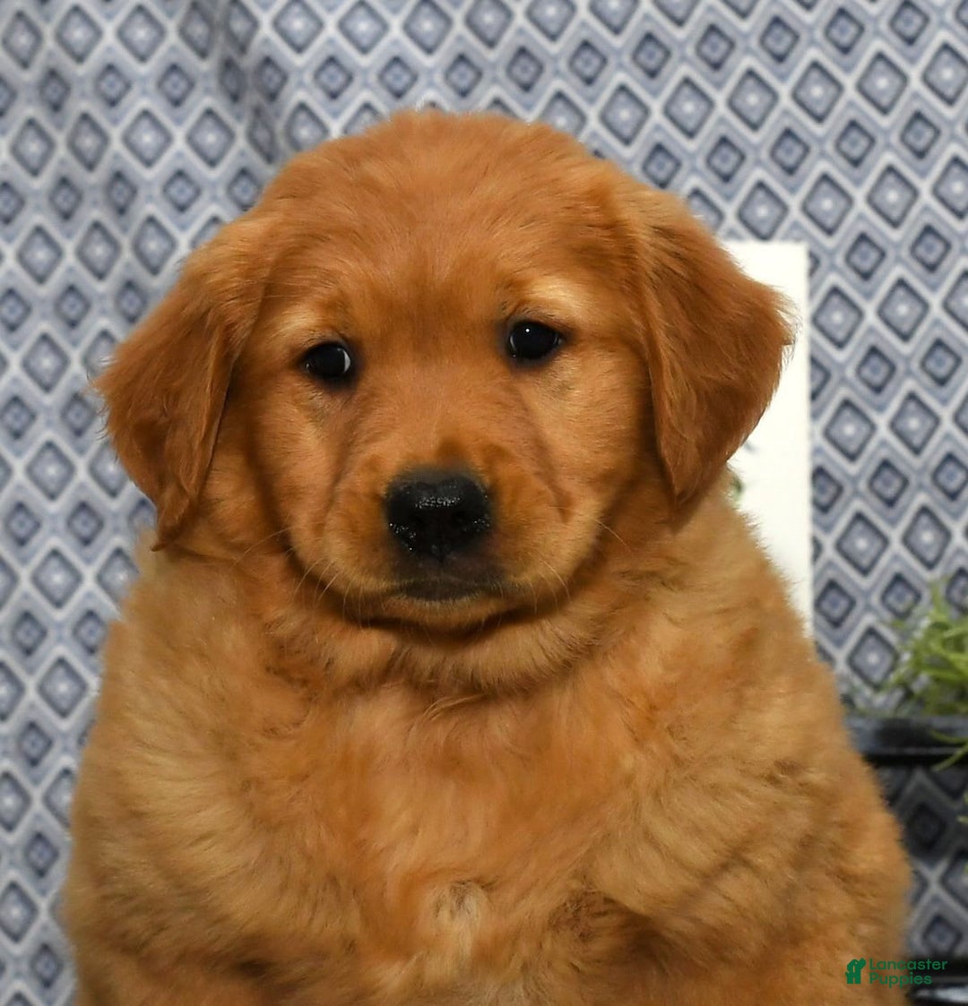Golden Retriever dogs for sale: Millie - Image 9