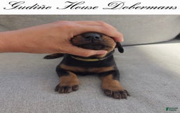 Doberman Pinscher dogs for sale: Green Collar Female - Image 11