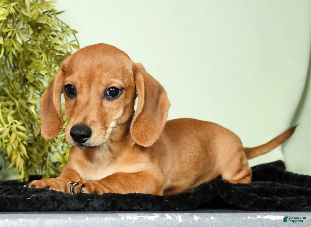 Miniature Dachshund dogs for sale: Diego - Image 1