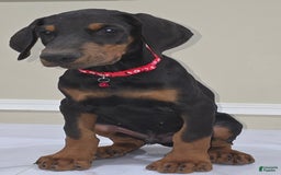 Doberman Pinscher dogs for sale: Cuco - Image 2