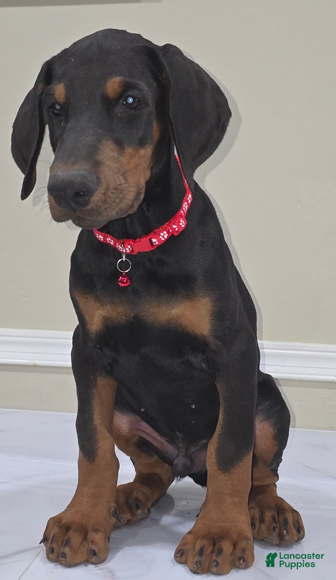 Doberman Pinscher dogs for sale: Cuco - Image 2