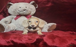 Miniature Dachshund dogs for sale: Butterbean - Image 7