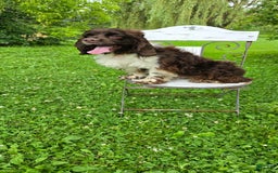 Cocker Spaniel dogs for sale: Benji - Image 15