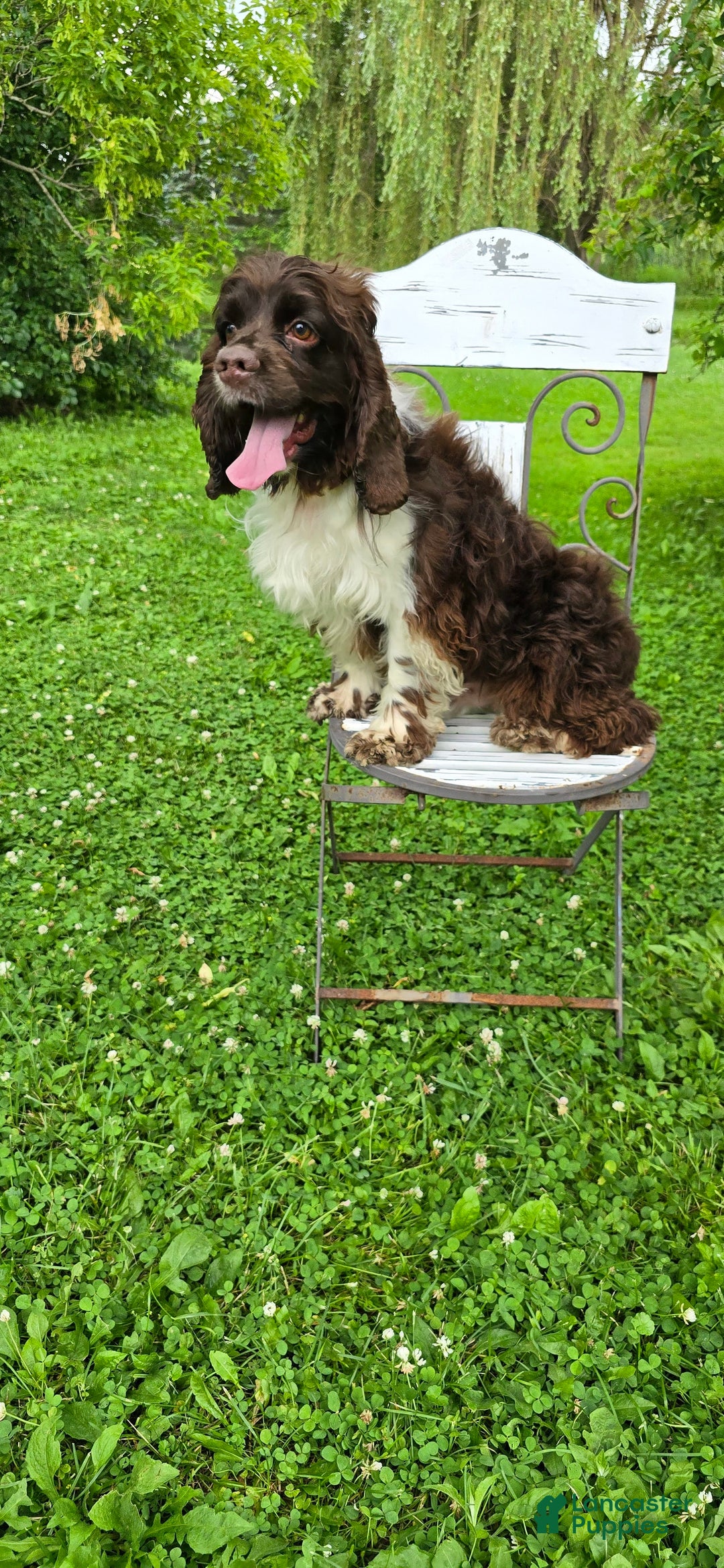 Cocker Spaniel dogs for sale: Benji - Image 15
