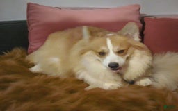 Welsh Corgi Pembroke dogs for sale: Trey Fluffy - Image 21