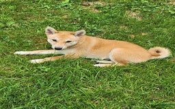 Shiba Inu dogs for sale: Shiba Puppy - Image 15