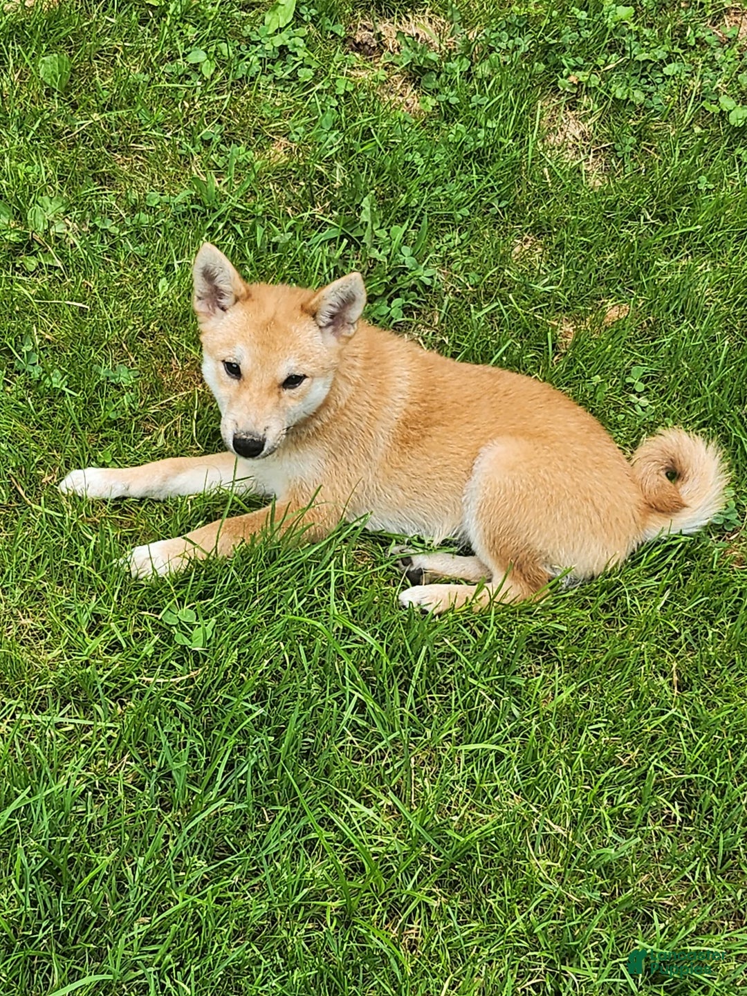 Shiba Inu dogs for sale: Shiba Puppy - Image 15