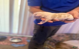 Olde English Bulldogge dogs for sale: Olde English Bulldogge 2 puppies - Image 1