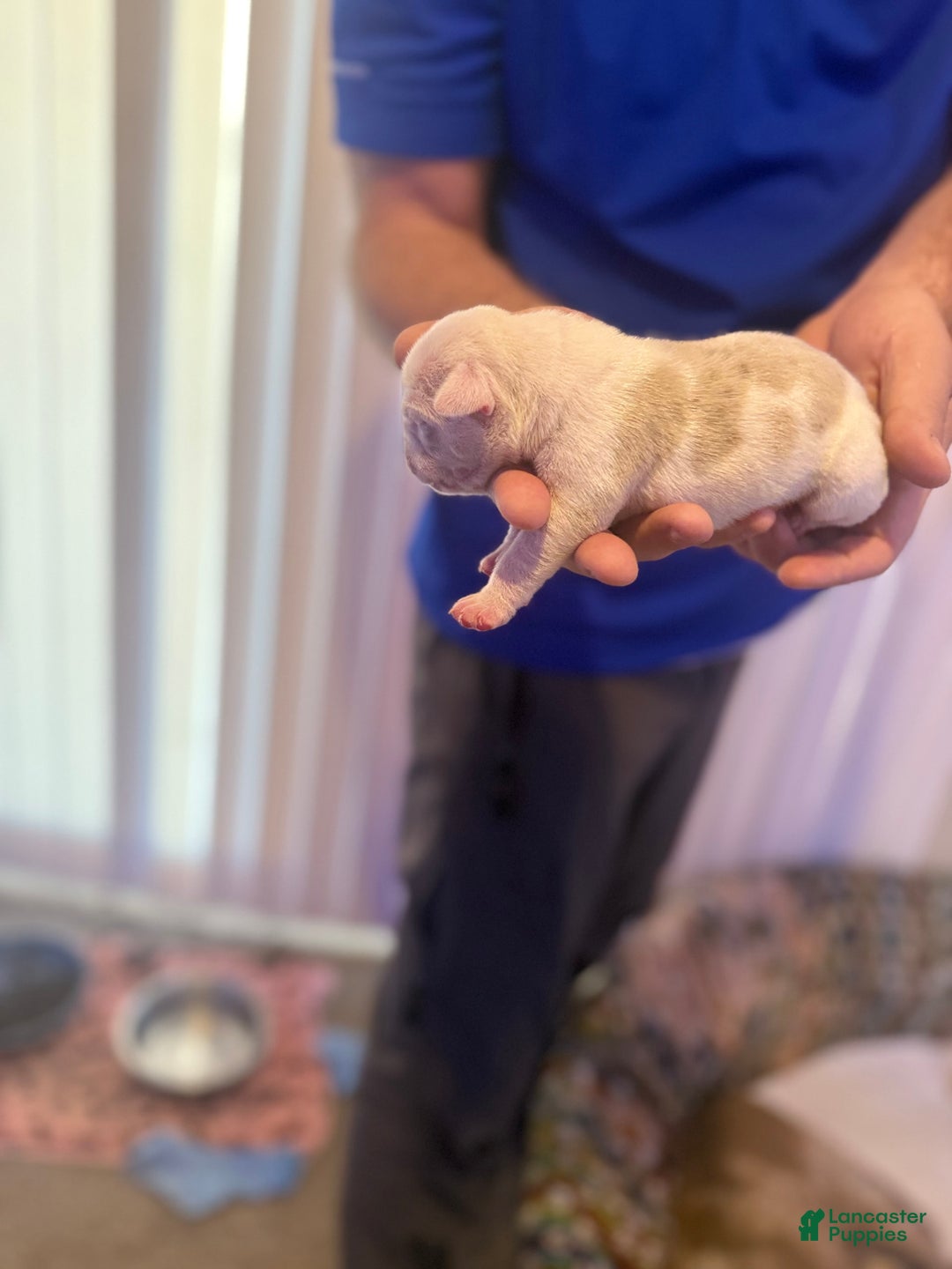 Olde English Bulldogge dogs for sale: Olde English Bulldogge 2 puppies - Image 1